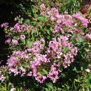 GREATMYRTLE™ COTTON CANDY CRAPEMYRTLE