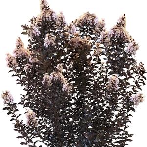 THUNDERSTRUCK™ WHITE FLASH CRAPEMYRTLE