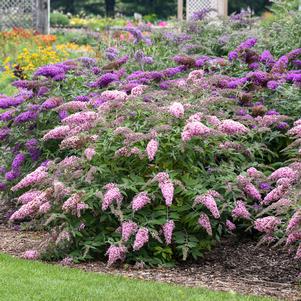 PINK CASCADE II BUTTERFLY BUSH