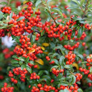 BERRY BOX™ PYRACOMELES