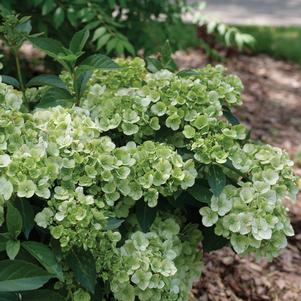 FAIRYTRAIL™ GREEN CASCADE HYDRANGEA