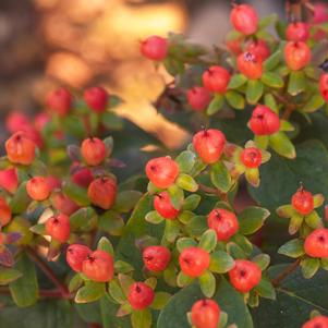 RED STAR ST. JOHN'S WORT