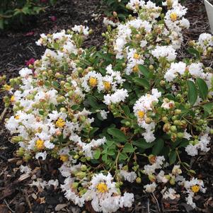 GREATMYRTLE™ FRENCH VANILLA CRAPEMYRTLE