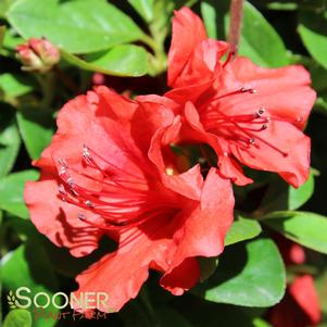 HOT SHOT GIRARD AZALEA