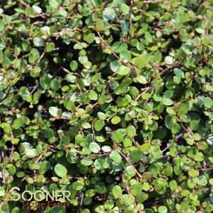 <em>Muehlenbeckia</em> PEARLY WIRE VINE: 