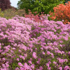 LILAC LIGHTS™ DECIDUOUS AZALEA