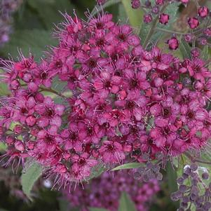 FROEBELI SPIRAEA