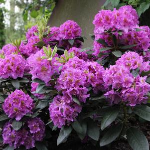 DANDY MAN® PURPLE RHODODENDRON