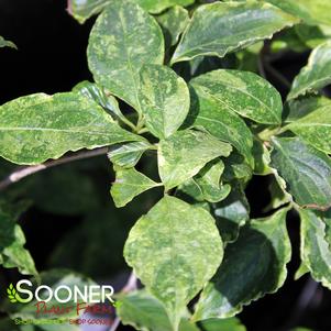 WHITE DUSTED VARIEGATED DWARF KOUSA DOGWOOD