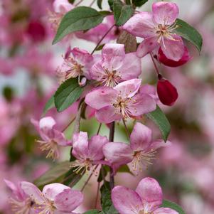 RUBY TEARS™ WEEPING CRABAPPLE