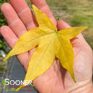 GOLD BEACON SWEETGUM