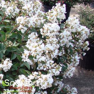 <em>Lagerstroemia</em> ENDURING SUMMER™ WHITE CRAPEMYRTLE: 