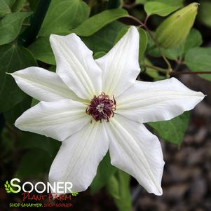 VANCOUVER™ FRAGRANT STAR CLEMATIS