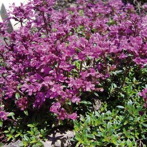 RED CREEPING THYME