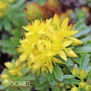 WEIHENSTEPHANER GOLD SEDUM