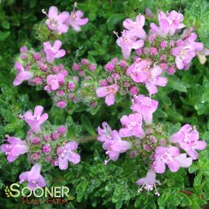 PINK CHINTZ CREEPING THYME