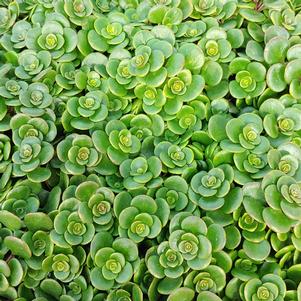 CORAL REEF SEDUM