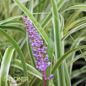 VARIEGATED LIRIOPE