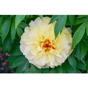 VANILLA MANILA ITOH INTERSECTIONAL PEONY
