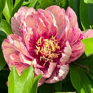 GARDEN CANDY® ALL THAT JAZZ ITOH INTERSECTIONAL PEONY