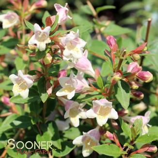 SUNNY ANNIVERSARY® ABELIA