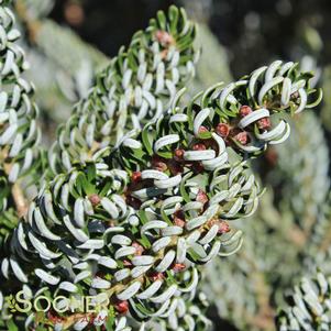 HORSTMANN'S SILBERLOCKE KOREAN FIR