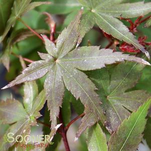 SHIN DESHOJO UPRIGHT JAPANESE MAPLE