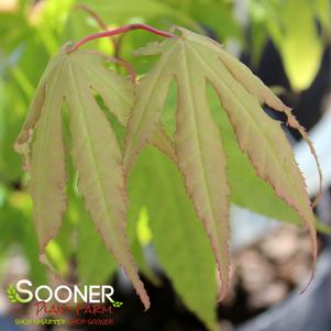 PERIDOT FLAME UPRIGHT JAPANESE MAPLE