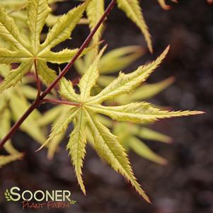 GRANDMA'S GHOST UPRIGHT JAPANESE MAPLE