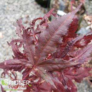 PURPLE GHOST UPRIGHT JAPANESE MAPLE