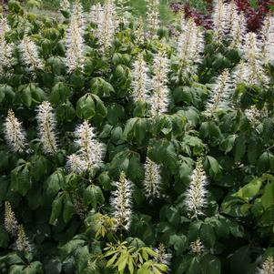 BOTTLEBRUSH BUCKEYE