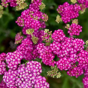 FIREFLY FUCHSIA YARROW