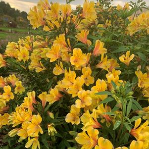 GOLDEN TIARA PERUVIAN LILY