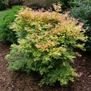 METAMORPHOSA® UPRIGHT JAPANESE MAPLE