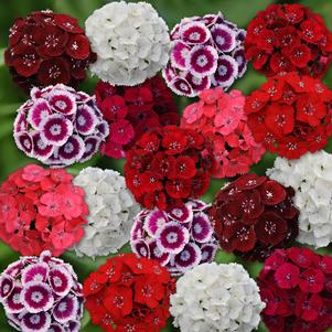 SWEET DOUBLE MIX DIANTHUS