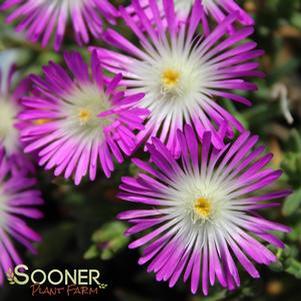 WHEELS OF WONDER™ VIOLET WONDER ICE PLANT