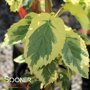 LADY SUNSHINE VARIEGATED DOVE TREE