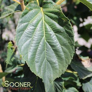 SONOMA DOVE TREE