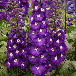 NEW MILLENNIUM™ PURLE PASSION DELPHINIUM