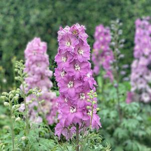 MINI PINKS DELPHINIUM