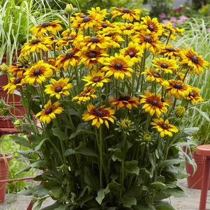 SUMMERINA® YELLOW ECHIBECKIA