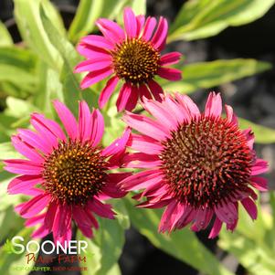 RASPBERRY TART CONEFLOWER