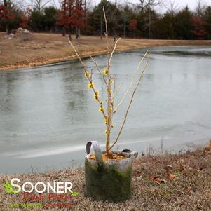 WISLEY SUPREME CHINESE WITCH HAZEL