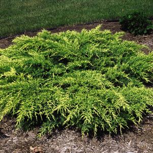 OLD GOLD JUNIPER