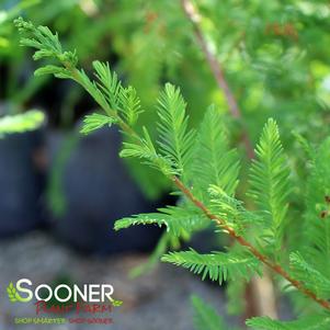 MONTEZUMA BALD CYPRESS