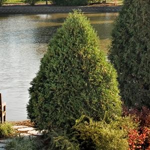 TECHNITO® ARBORVITAE