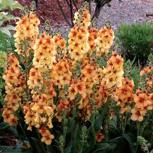 HONEY DIJON MULLEIN