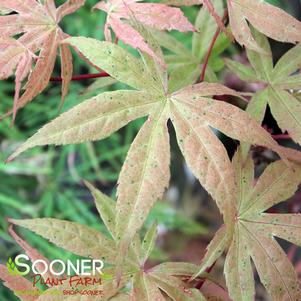 GEISHA DWARF UPRIGHT JAPANESE MAPLE