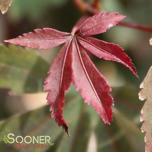 FIREBALL DWARF UPRIGHT JAPANESE MAPLE