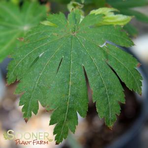 ULONG DU DWARF UPRIGHT JAPANESE MAPLE